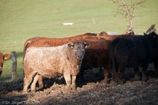 Hausrind (154 von 174).jpg